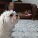 Couchage surélevé en bois huilé pour chien de petite taille