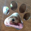 Lit design naturel et sain pour animal de compagnie