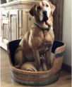Bois patiné issu de fût de vin français pour couchage canin